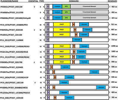 Exported J domain proteins of the human malaria parasite